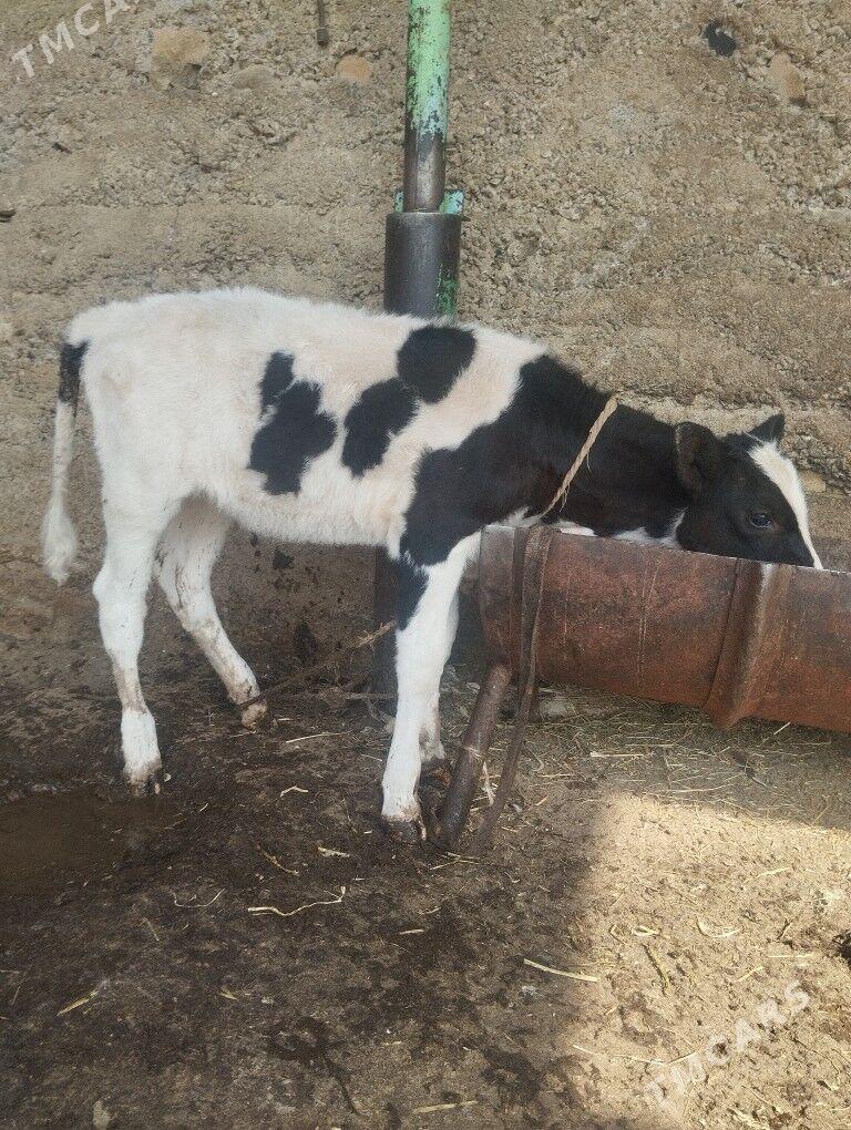 galesdeyin tuwe - Гарадамак Шор - img 2