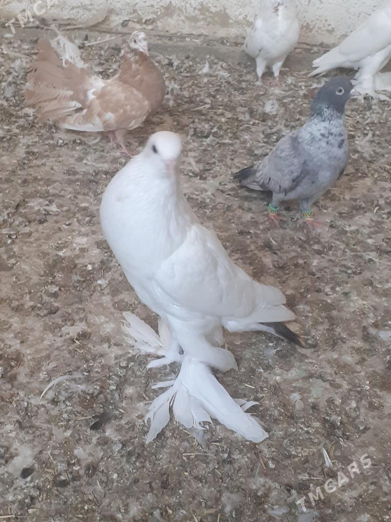 kepderi голуби - Mary - img 1