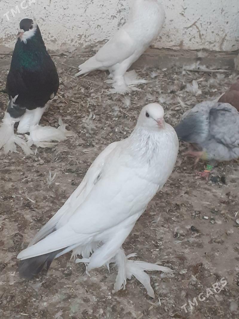 kepderi голуби - Mary - img 3