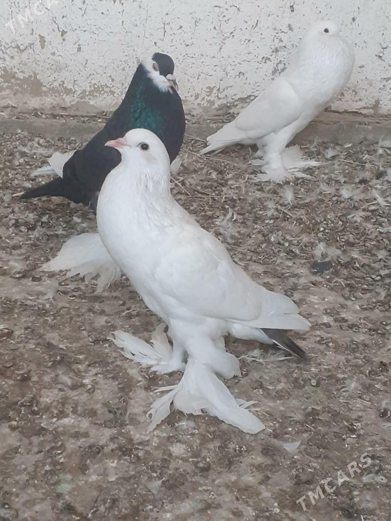 kepderi голуби - Mary - img 5