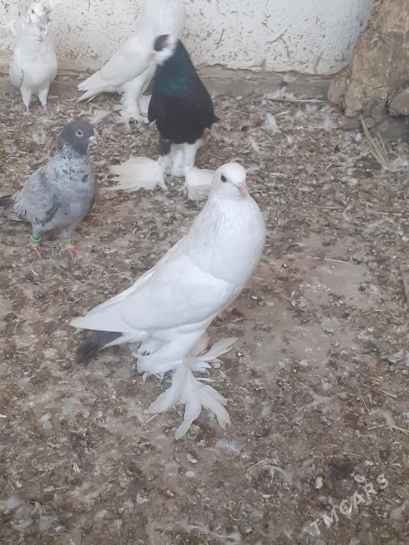 kepderi голуби - Mary - img 2