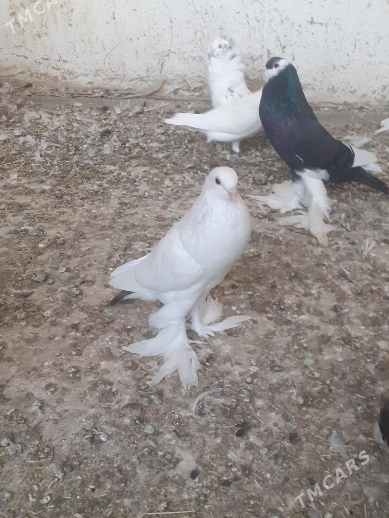 kepderi голуби - Mary - img 4