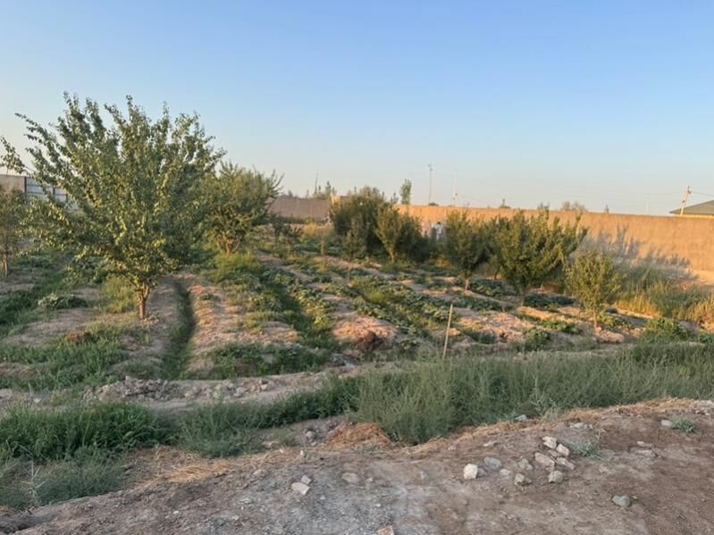 jay - Köneürgenç - img 9