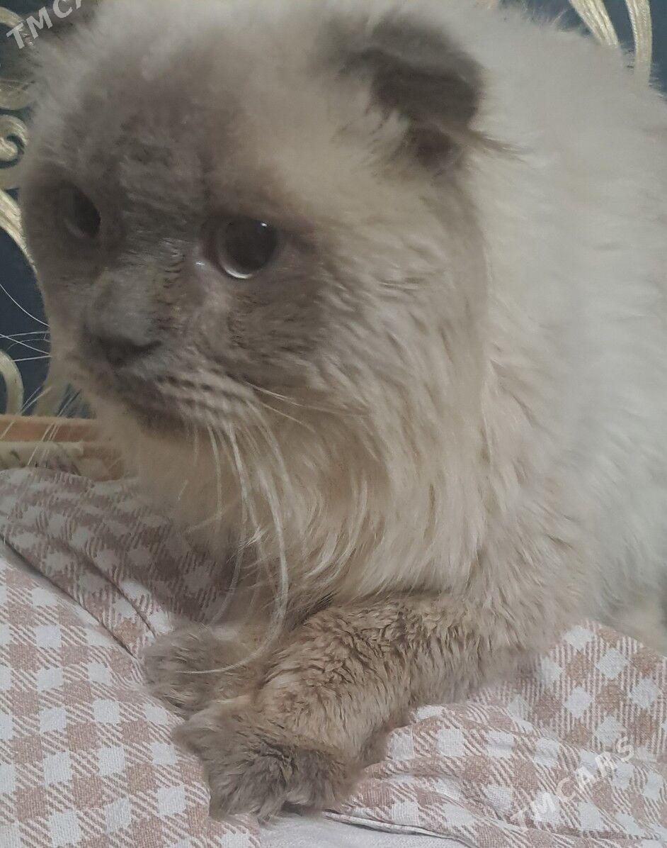 шотландские КОТ - Ашхабад - img 2