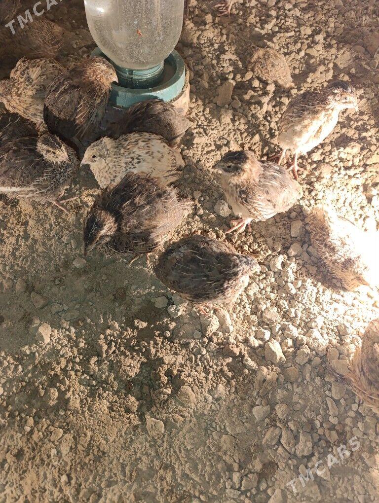 bedene - Ak bugdaý etraby - img 2