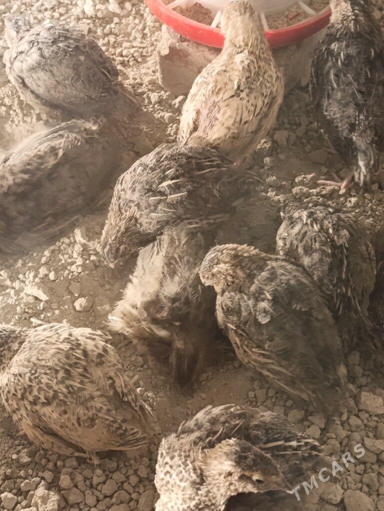 bedene - Ak bugdaý etraby - img 3