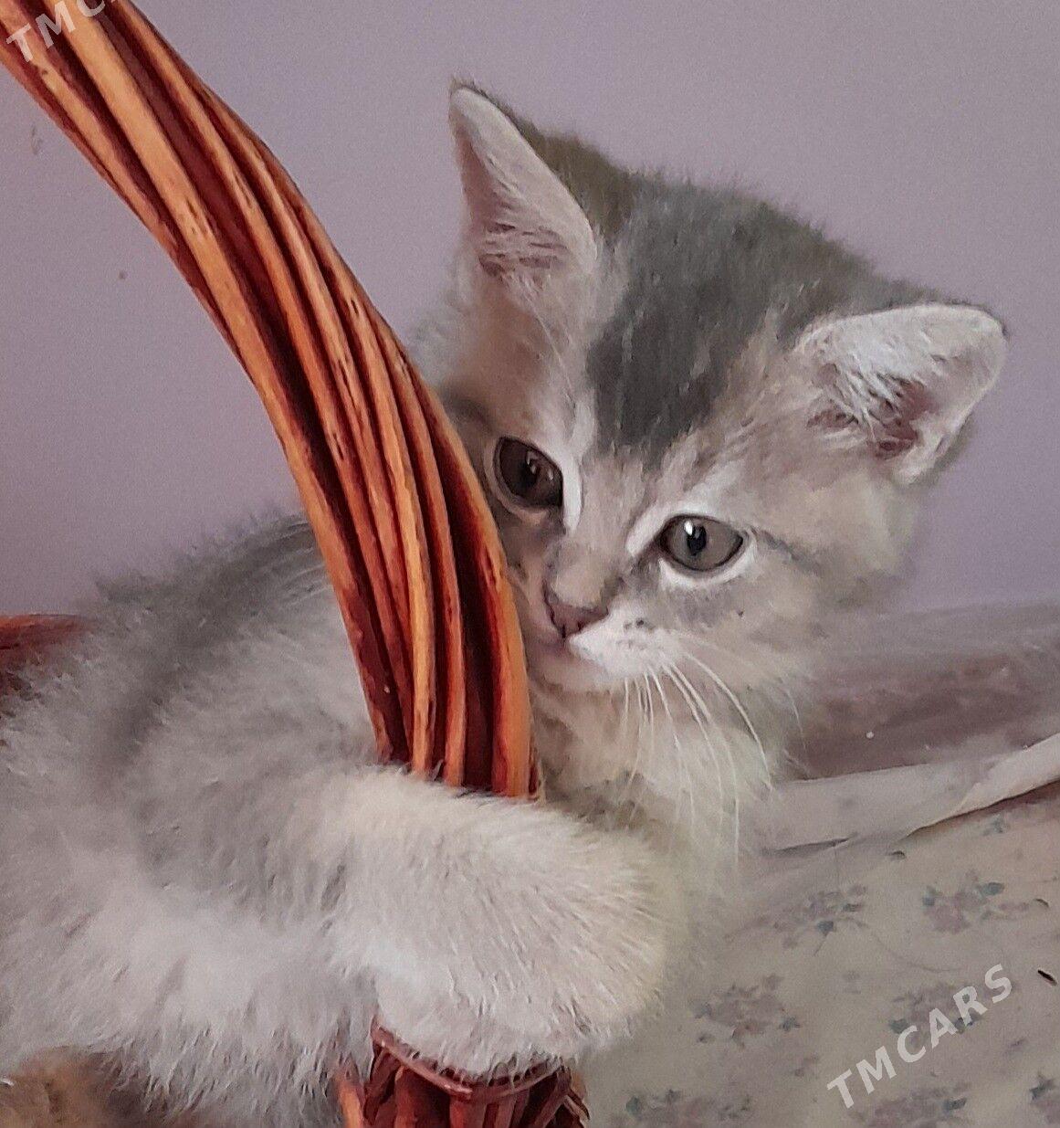 шотландский шиншилла - Aşgabat - img 2