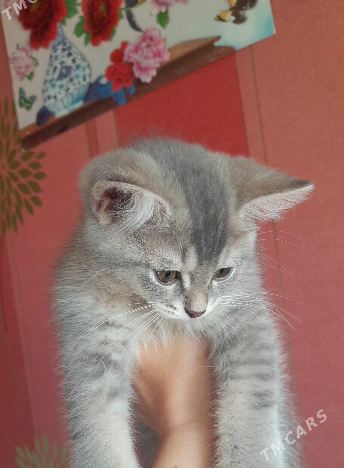 шотландский шиншилла - Aşgabat - img 8