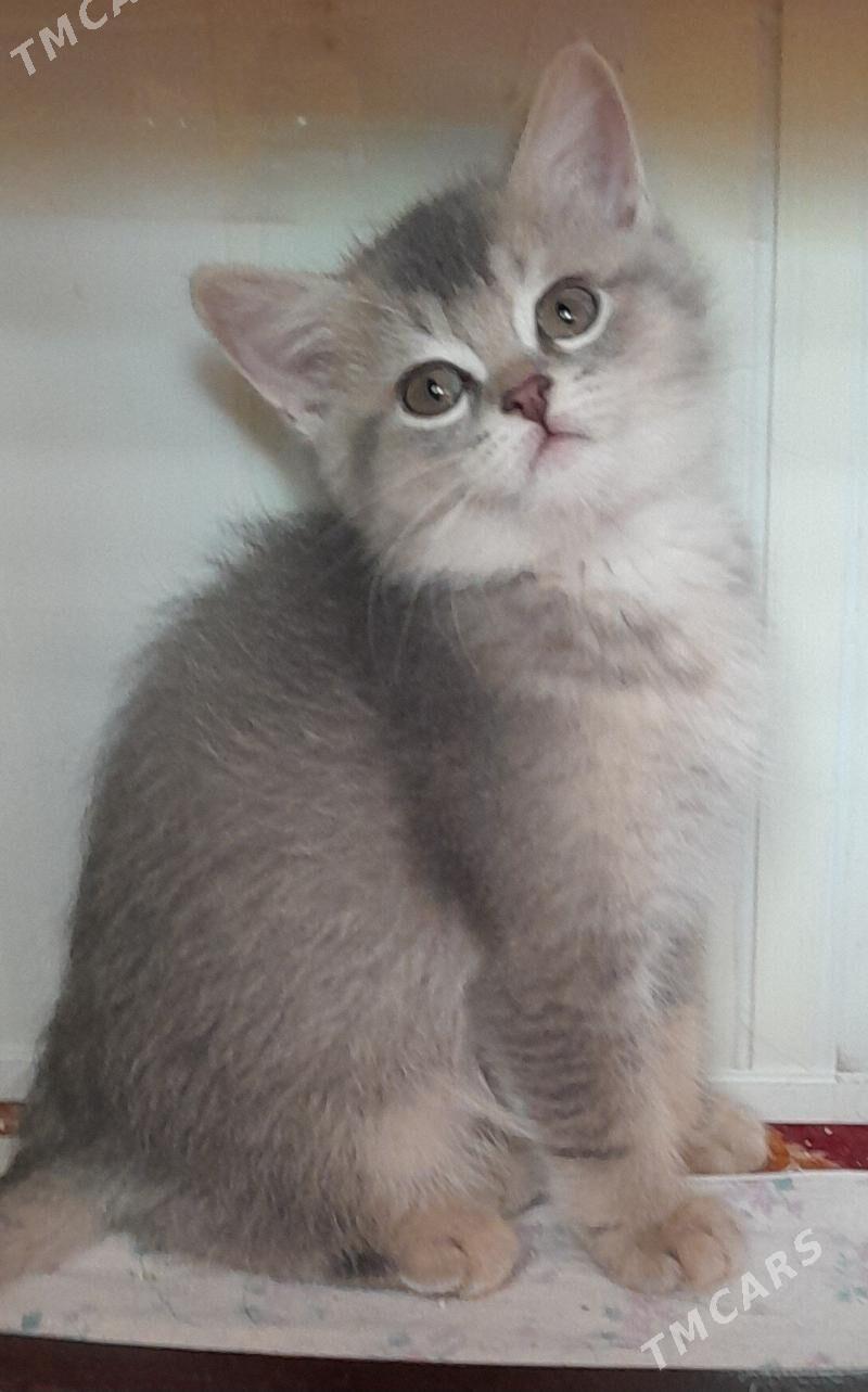 шотландский шиншилла - Aşgabat - img 4