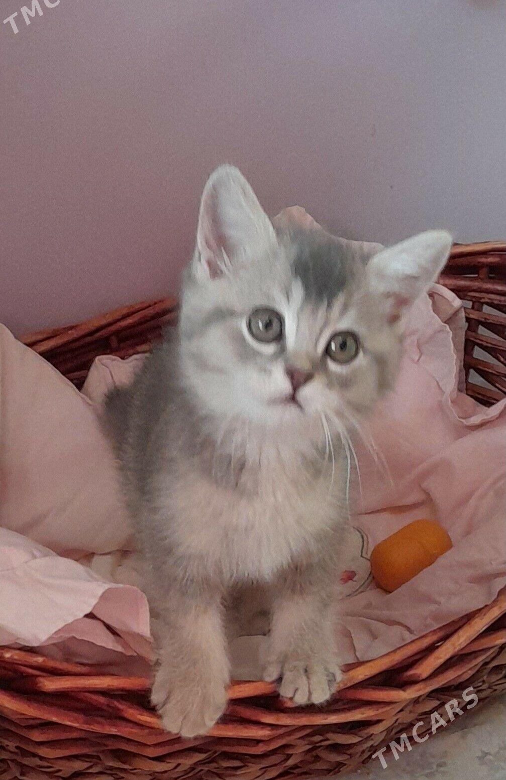 шотландский шиншилла - Aşgabat - img 3