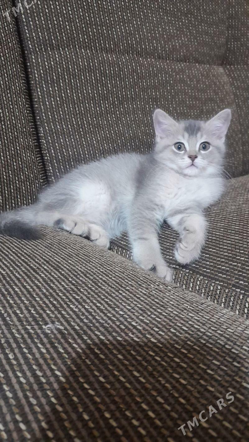 шотландский шиншилла - Aşgabat - img 6