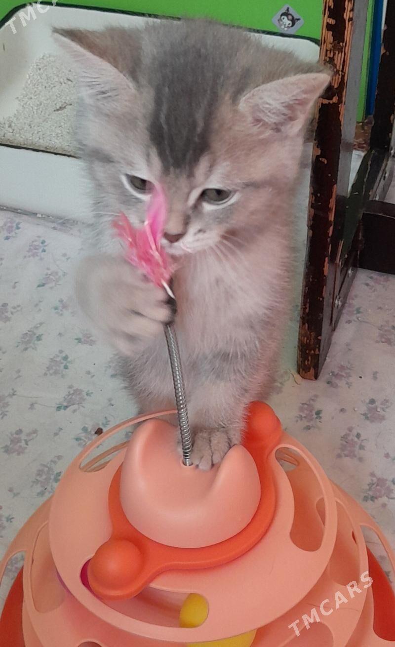 шотландский шиншилла - Aşgabat - img 5