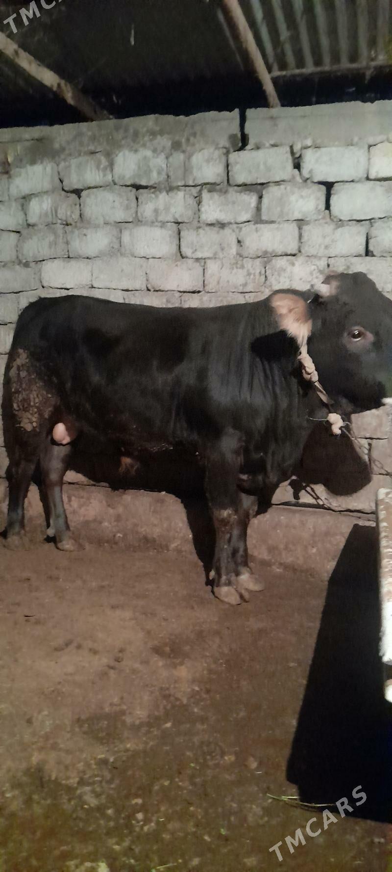 okuz - Ашхабад - img 2