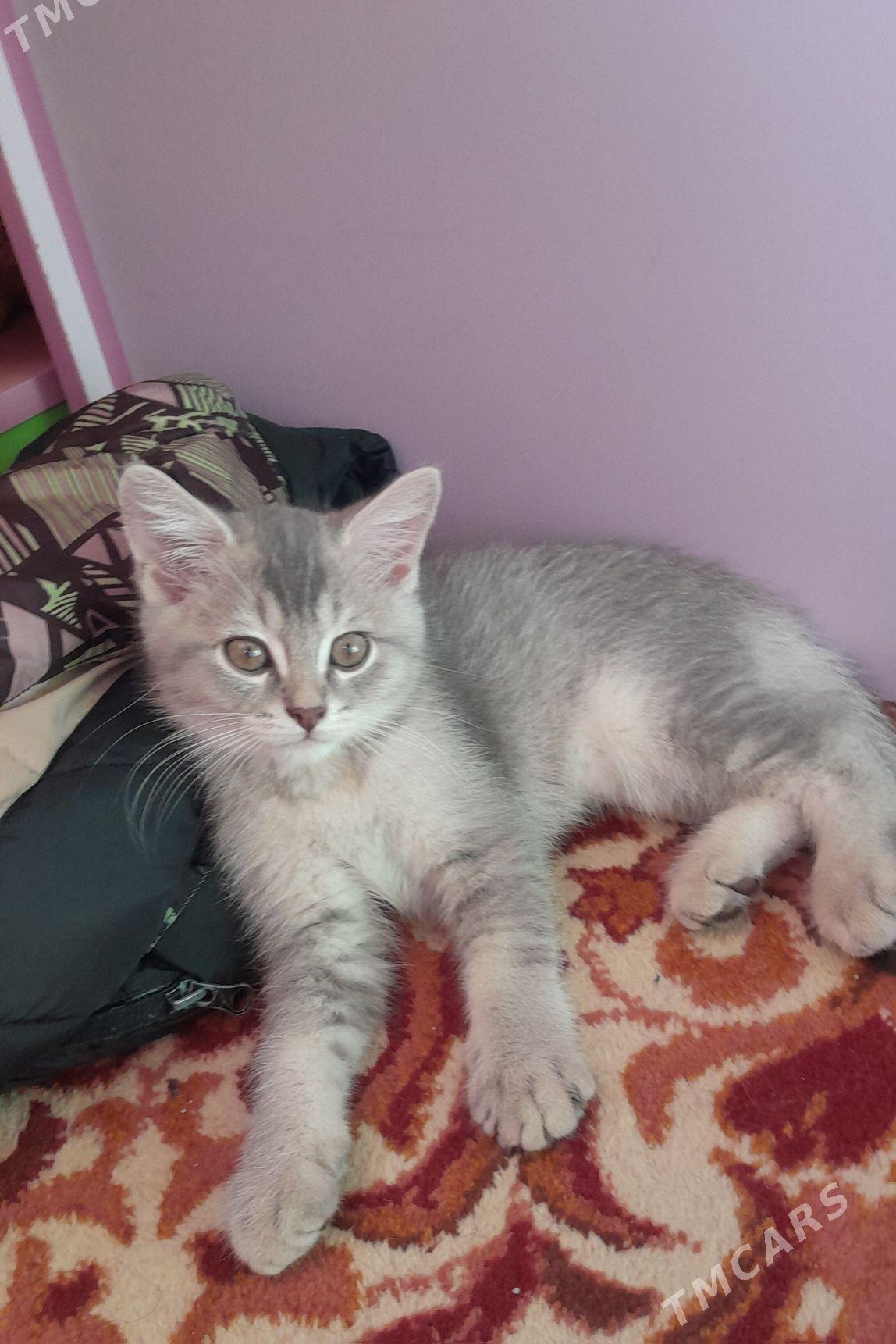 шотландский шиншилла - Aşgabat - img 9