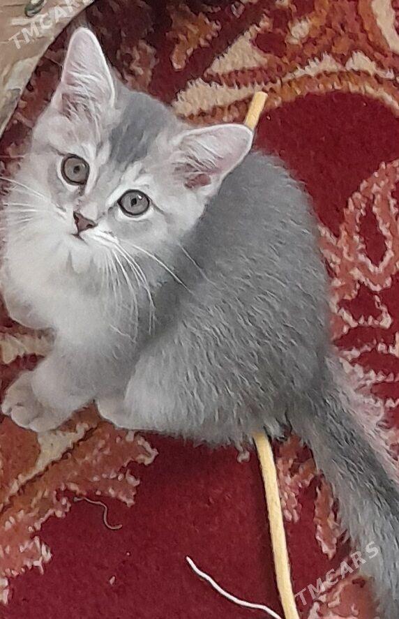 шотландский шиншилла - Aşgabat - img 7