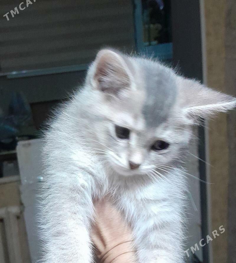 шотландский шиншилла - Aşgabat - img 1