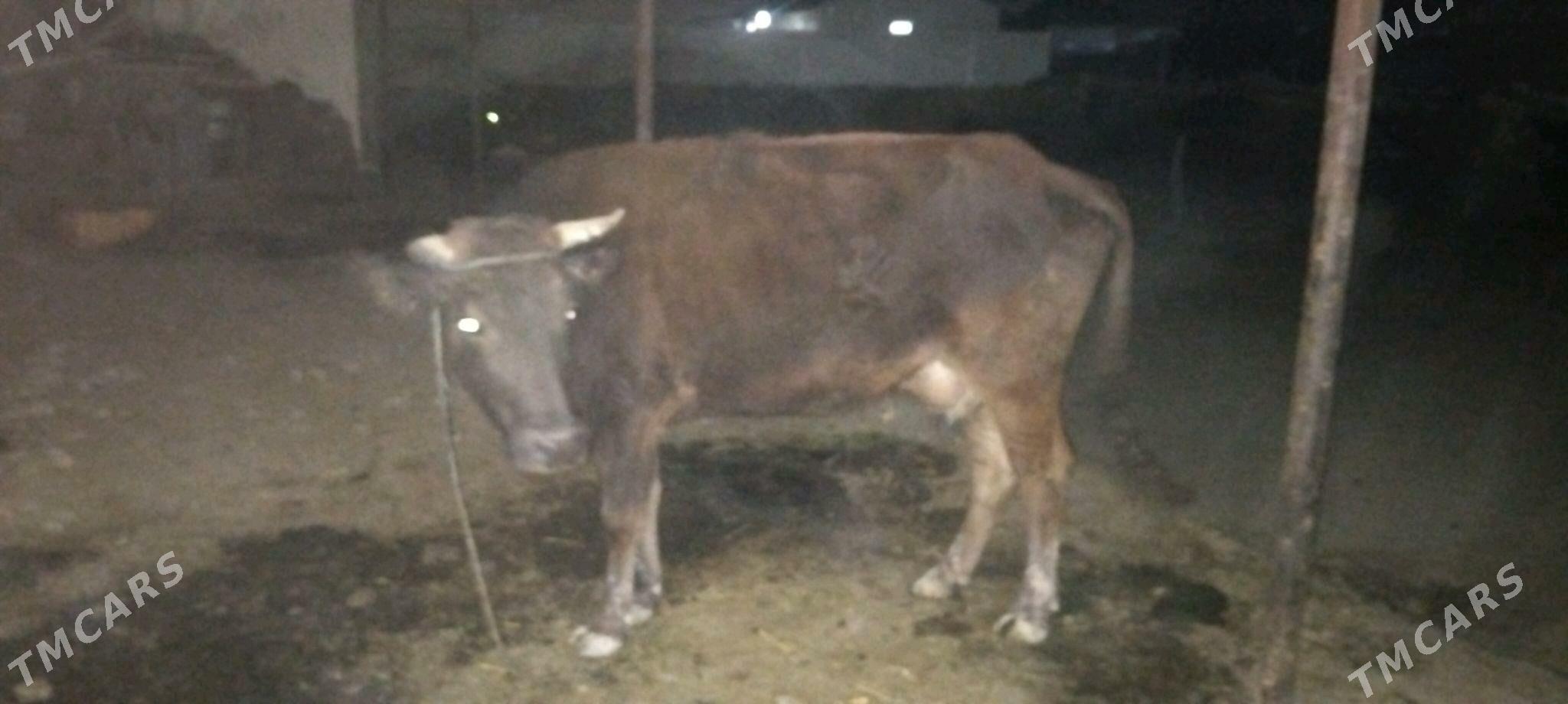 Bogaz sygyr - Ak bugdaý etraby - img 2