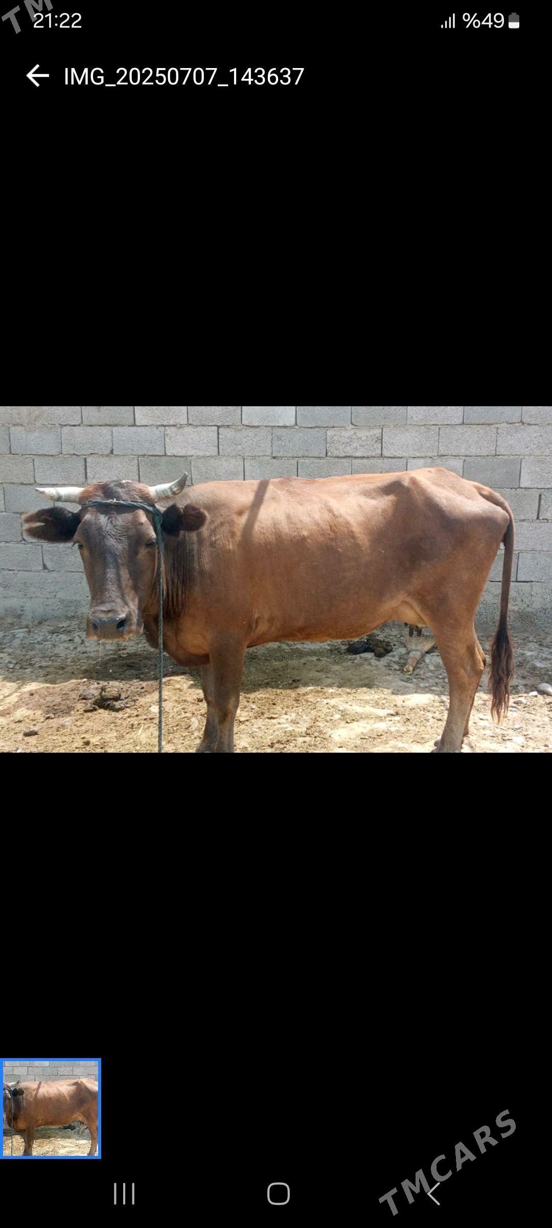 Bogaz sygyr - Ak bugdaý etraby - img 4