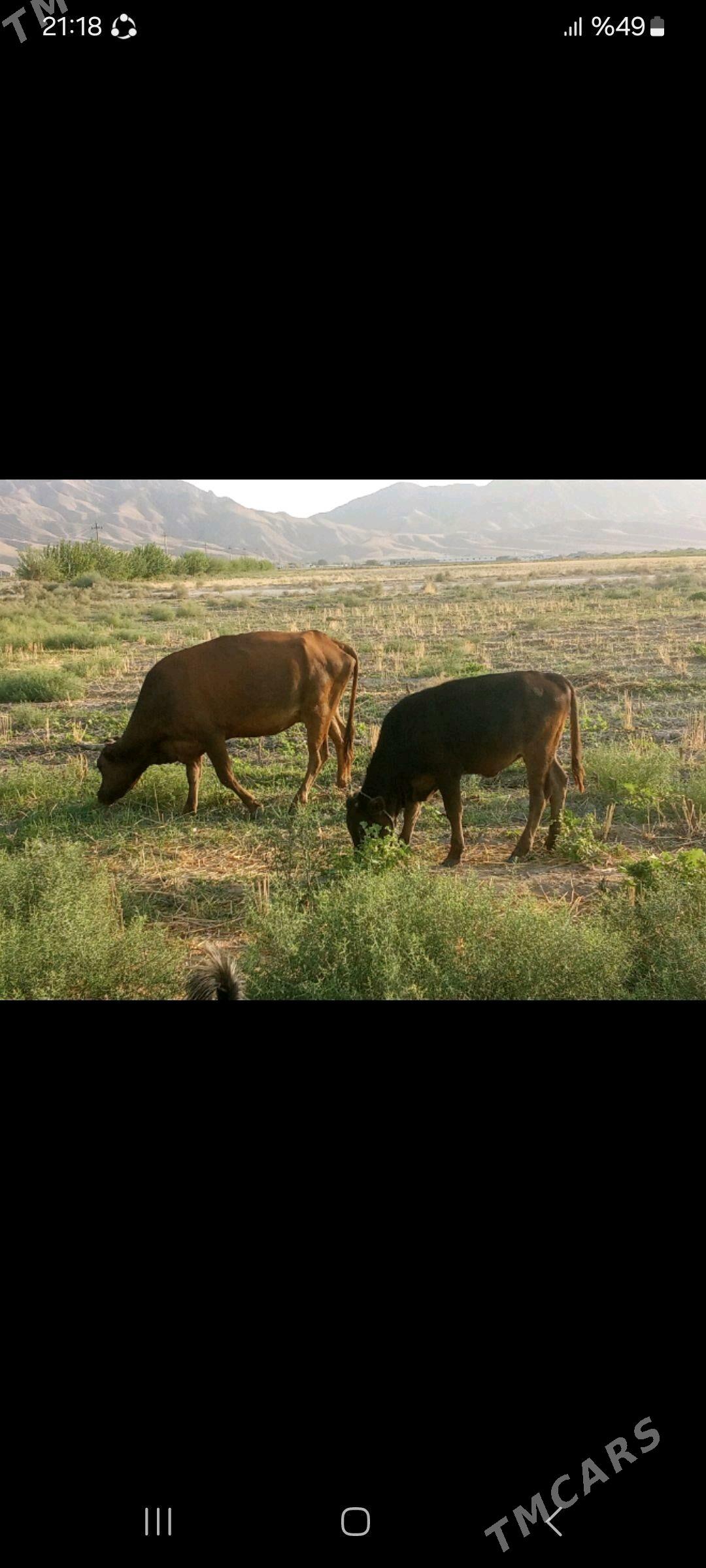 Bogaz sygyr - Ak bugdaý etraby - img 3