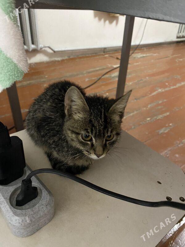 котёнок - Туркменабат - img 3