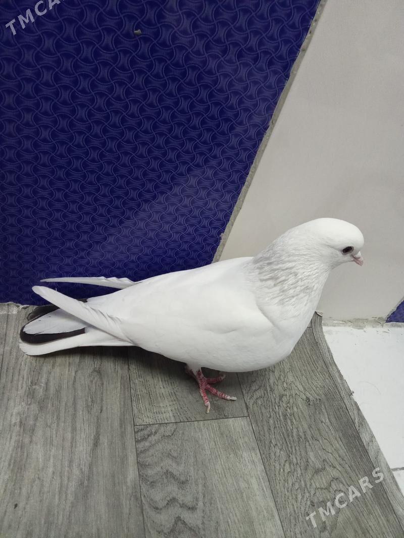 kepderi - Gyzylarbat - img 2