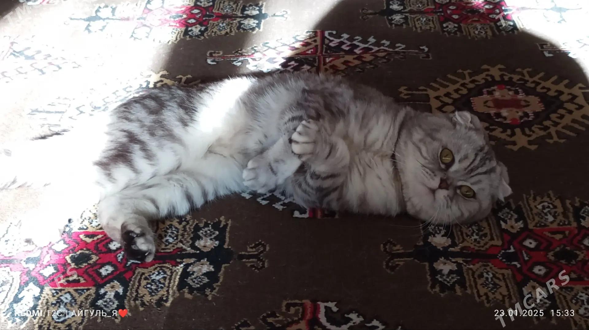 кот - Туркменабат - img 3