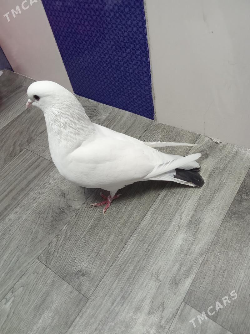 kepderi - Gyzylarbat - img 3