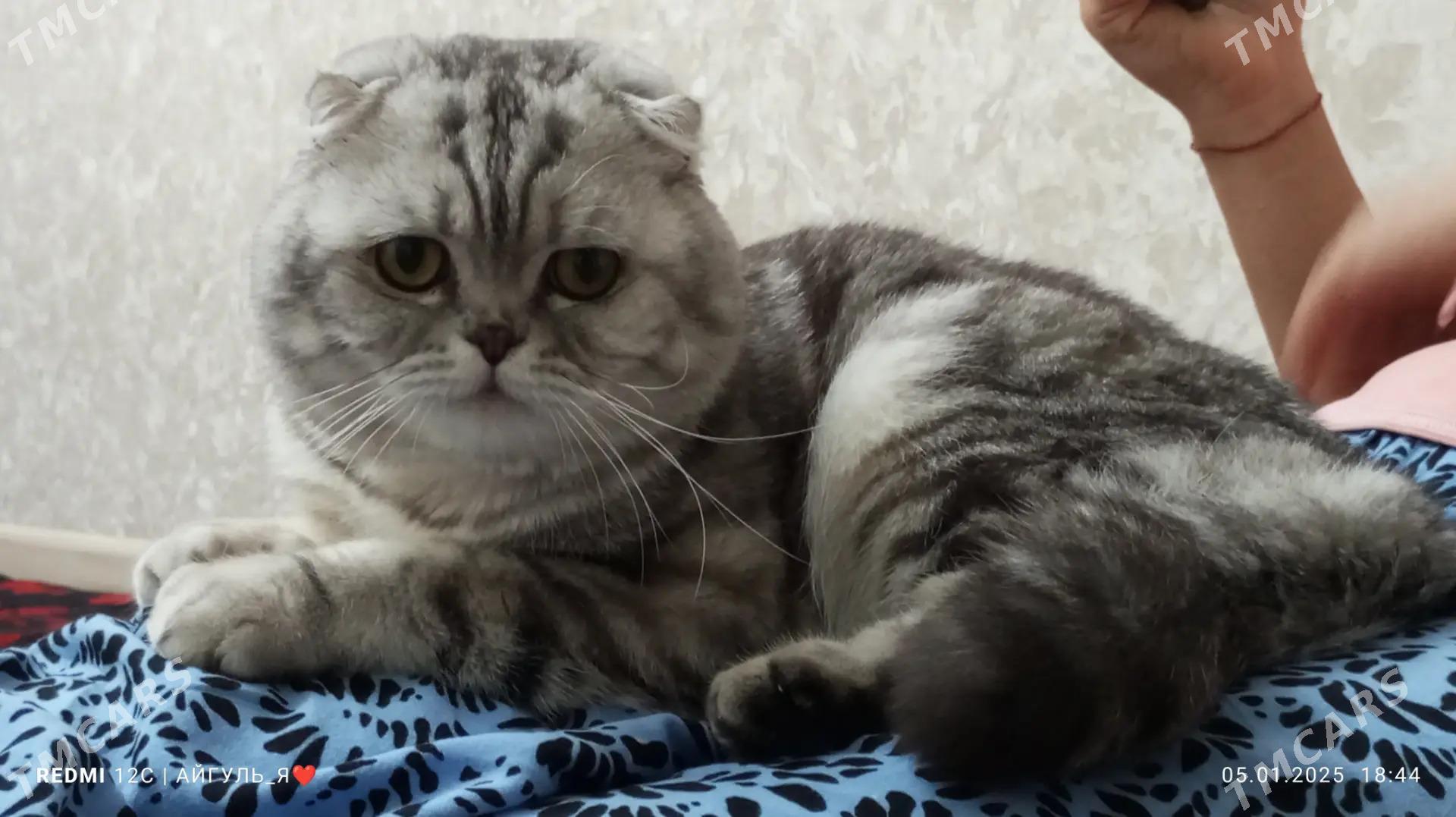 кот - Туркменабат - img 2