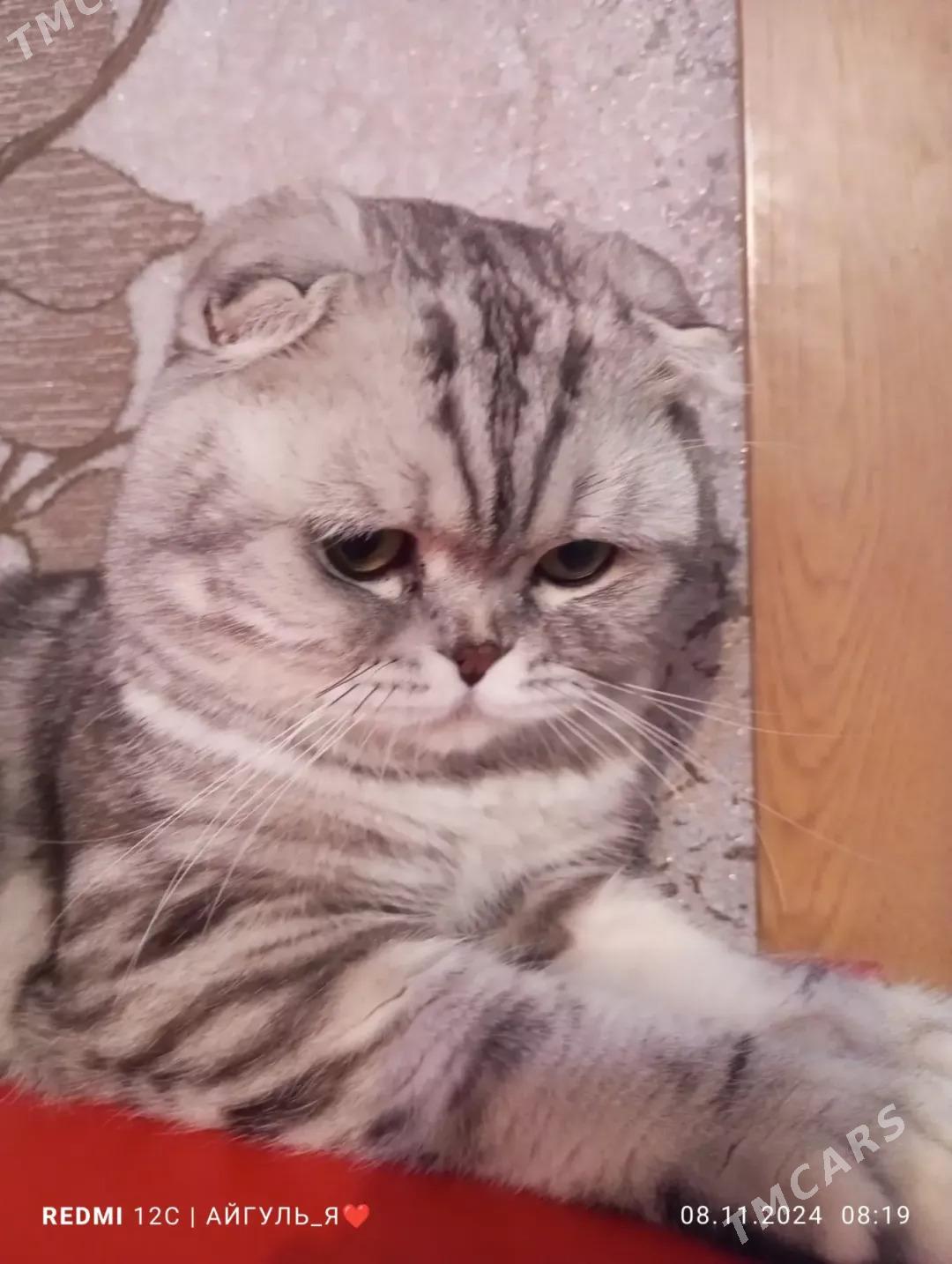 кот - Туркменабат - img 1