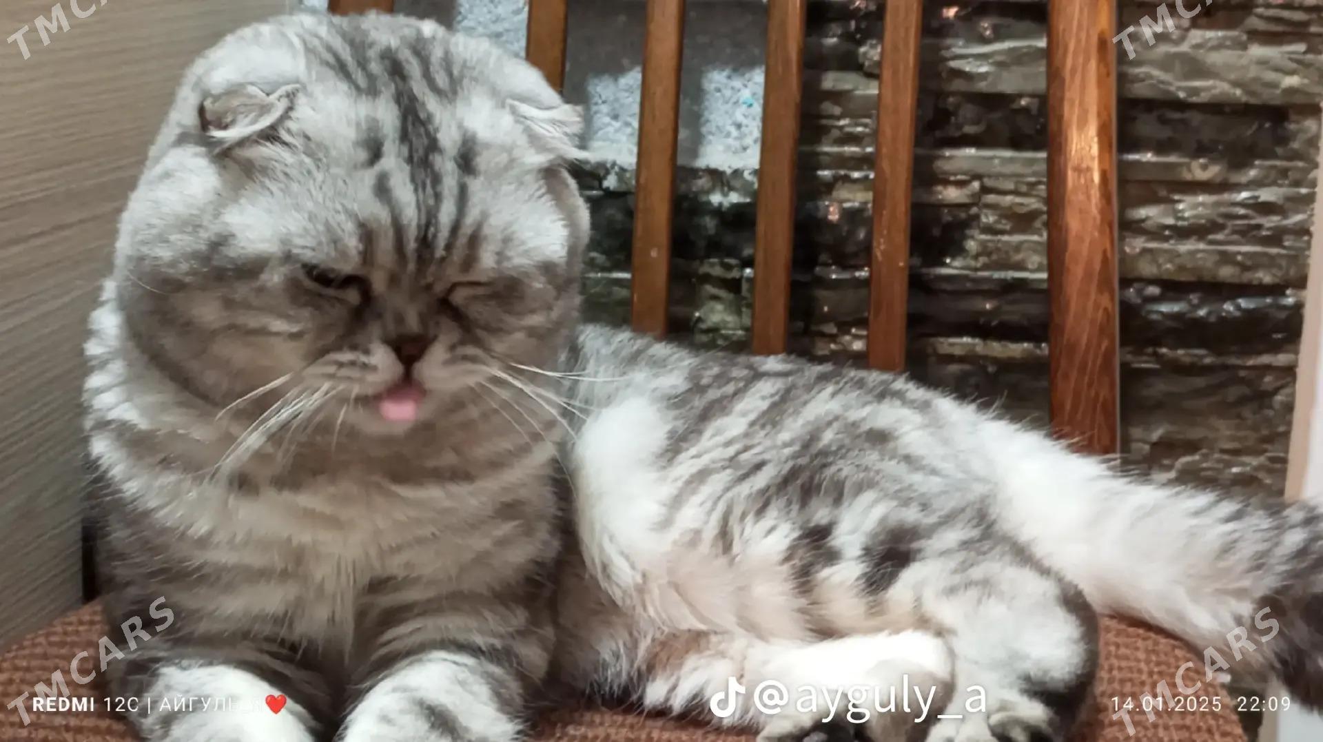 кот - Туркменабат - img 4