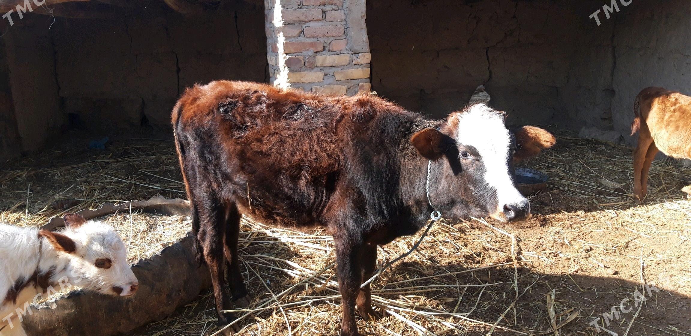 gunajyn - Sakar - img 3