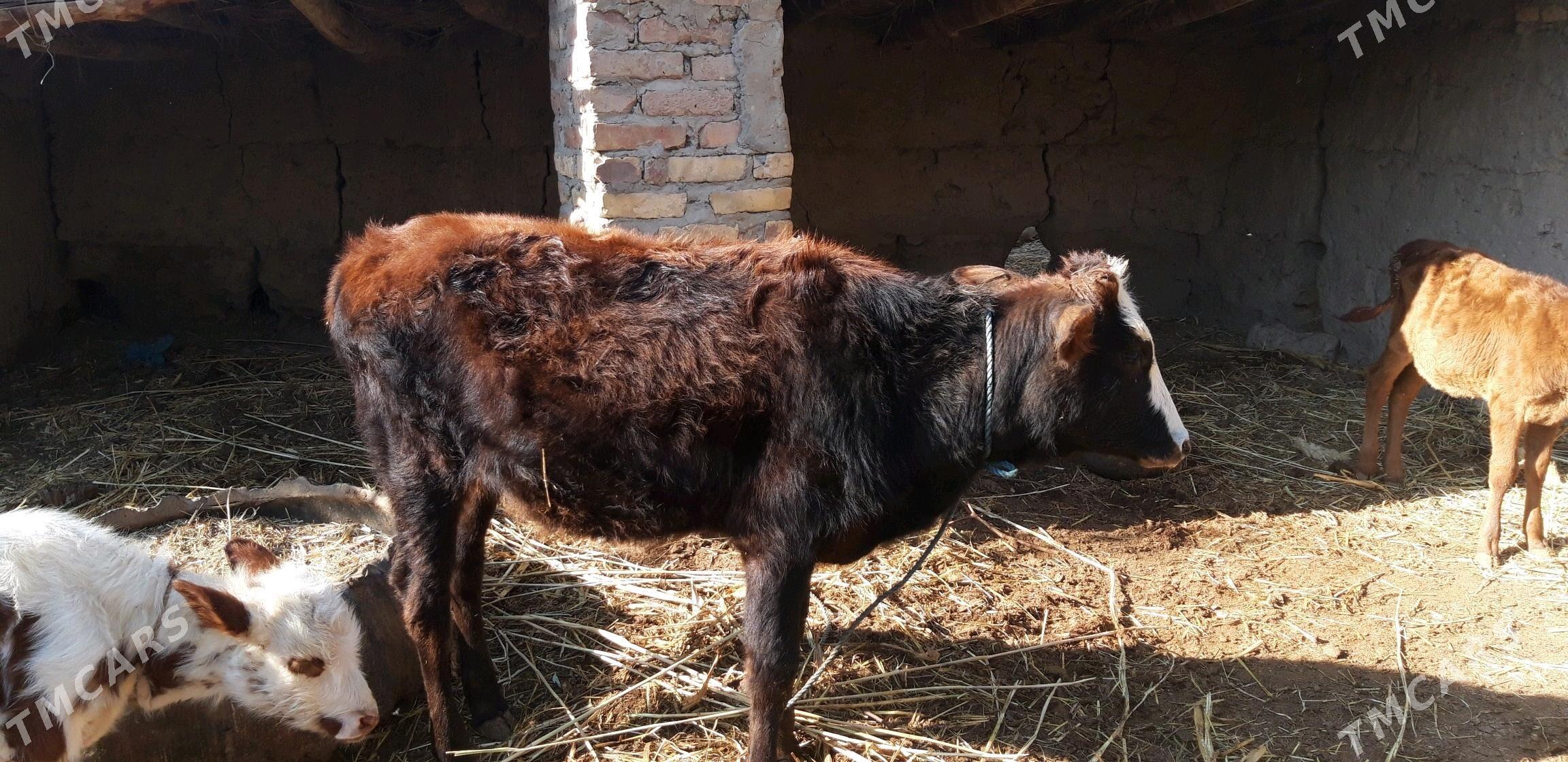 gunajyn - Sakar - img 2