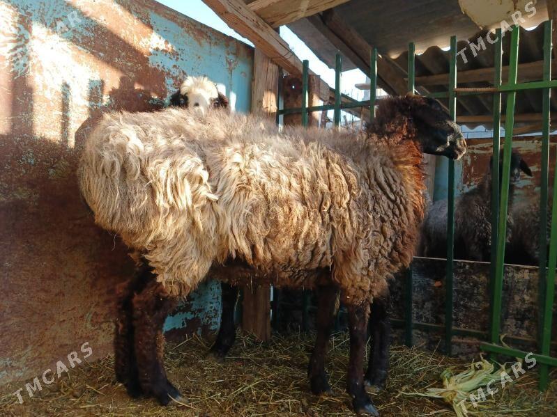 Goýun - Ak bugdaý etraby - img 2