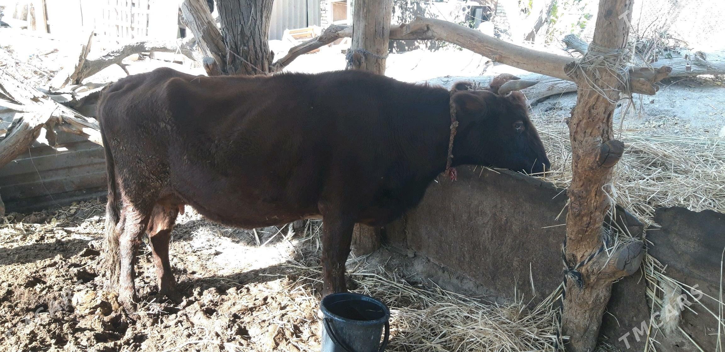 saglyk sygyr - Sakar - img 3