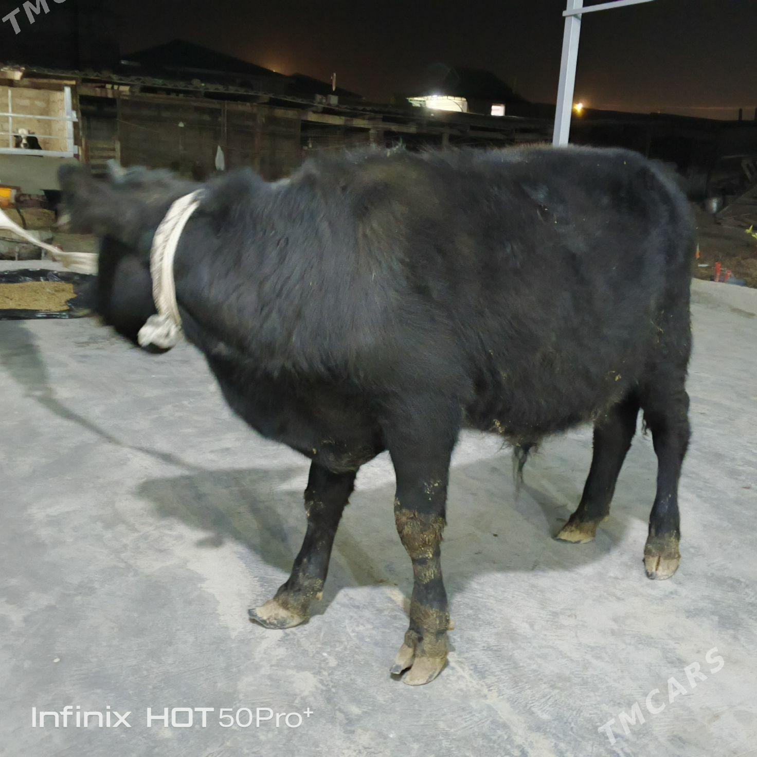 Okuz - Бузмеин - img 9