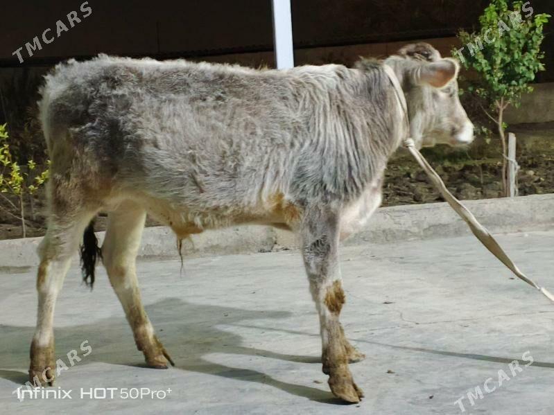 Okuz - Бузмеин - img 2