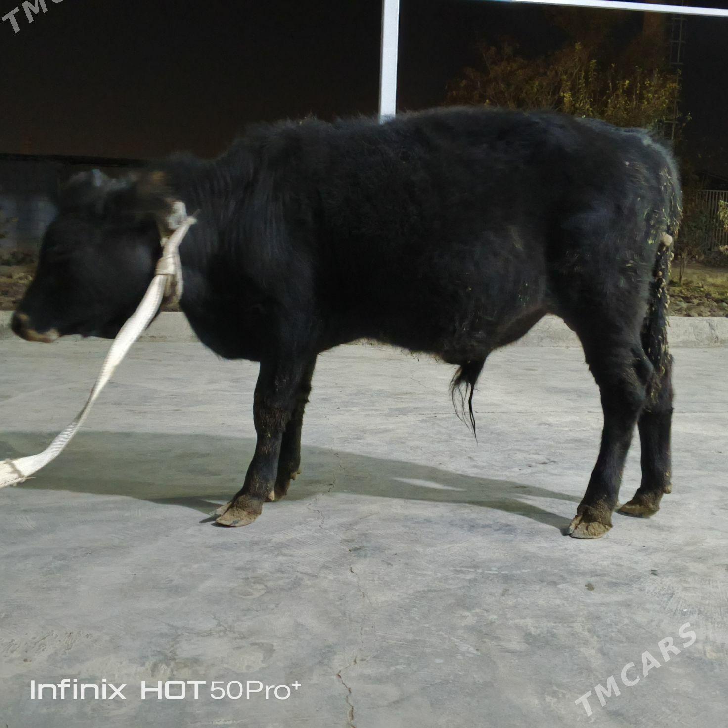 Okuz - Бузмеин - img 8