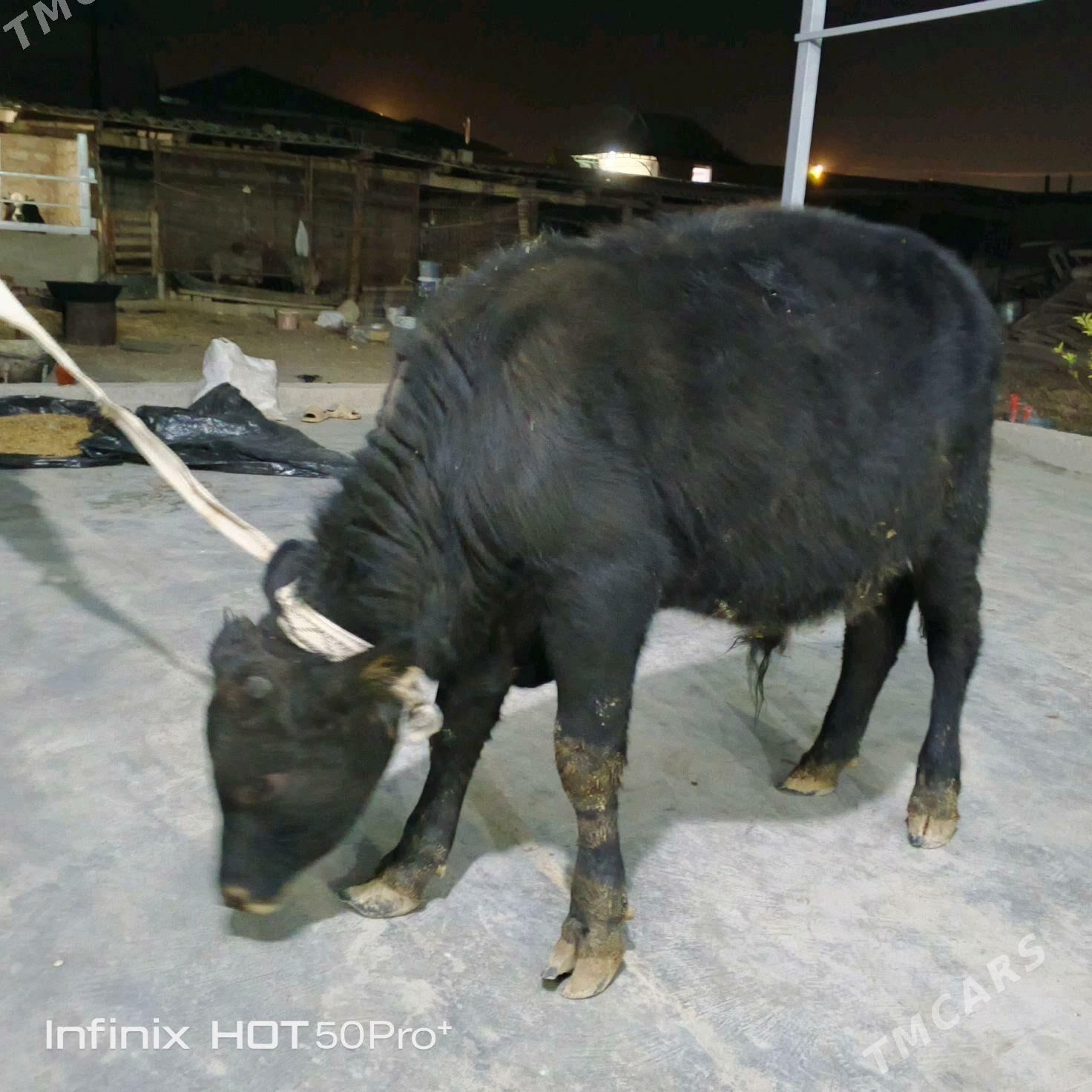 Okuz - Бузмеин - img 10