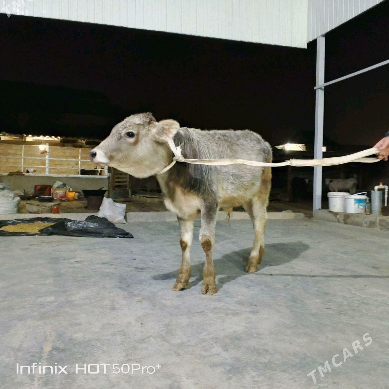 Okuz - Бузмеин - img 4