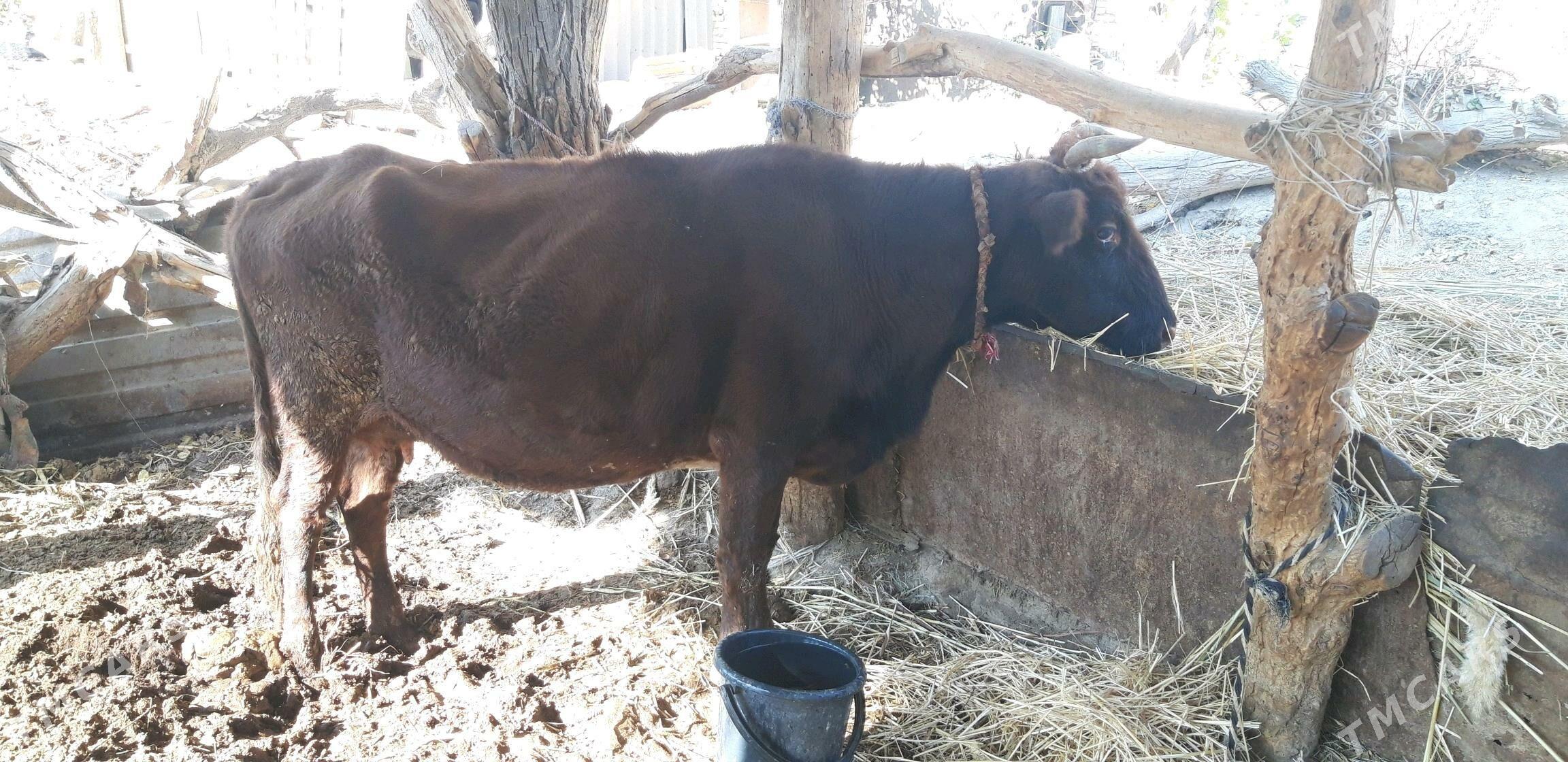 saglyk sygyr - Sakar - img 2