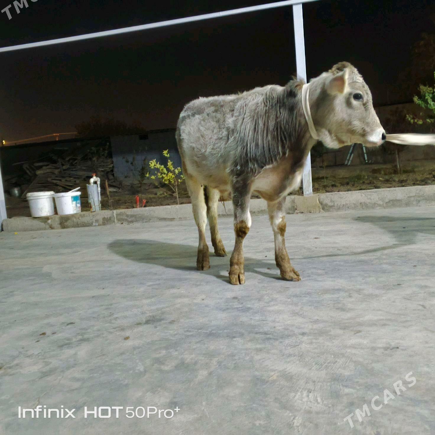 Okuz - Бузмеин - img 3