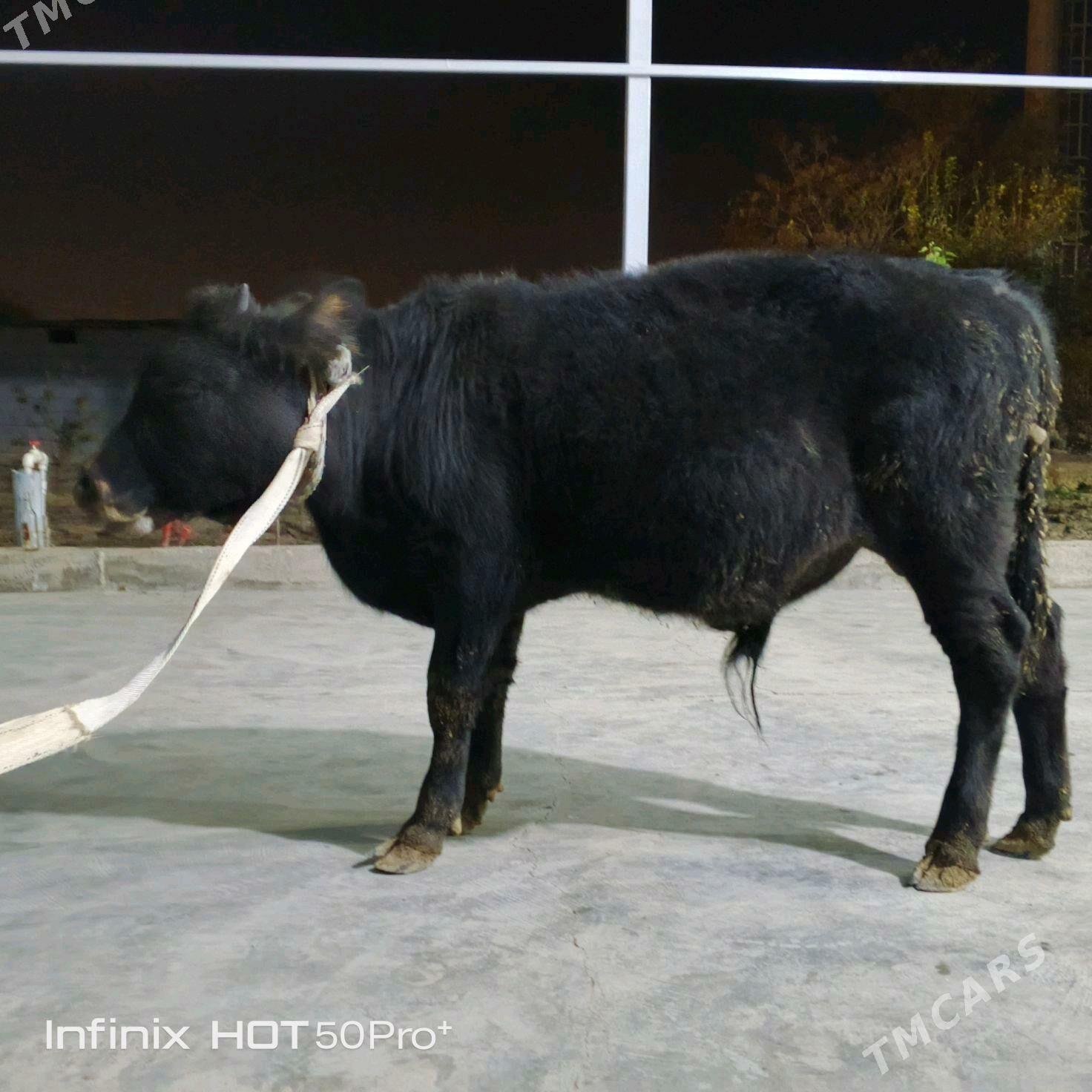 Okuz - Бузмеин - img 7