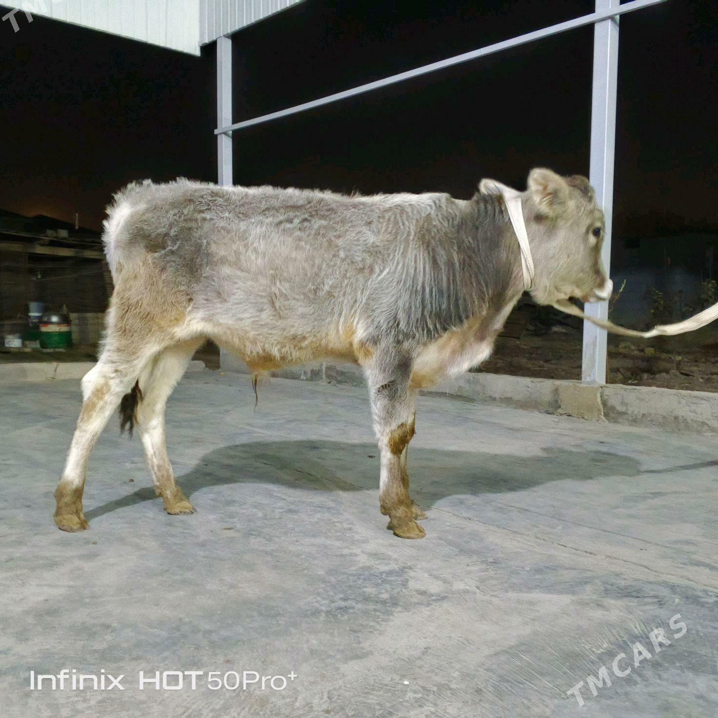 Okuz - Бузмеин - img 5