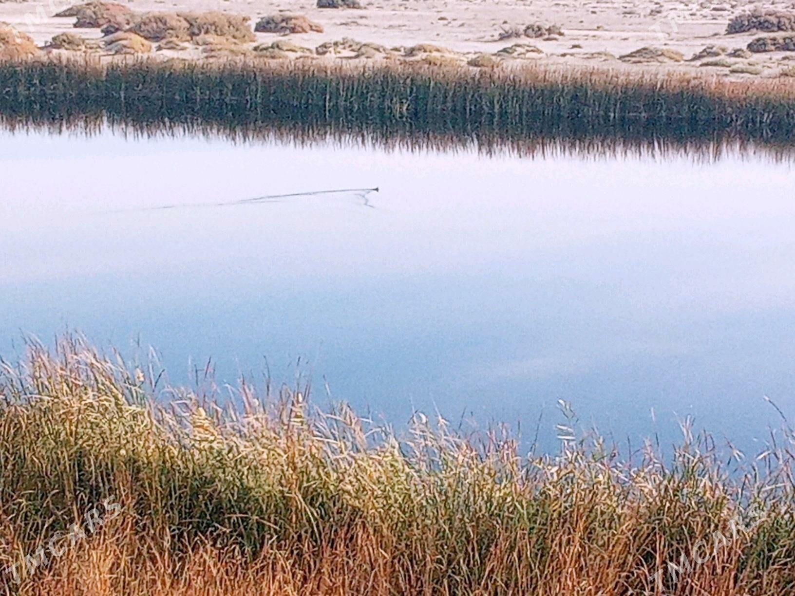 Daca ýer - Bereket - img 3