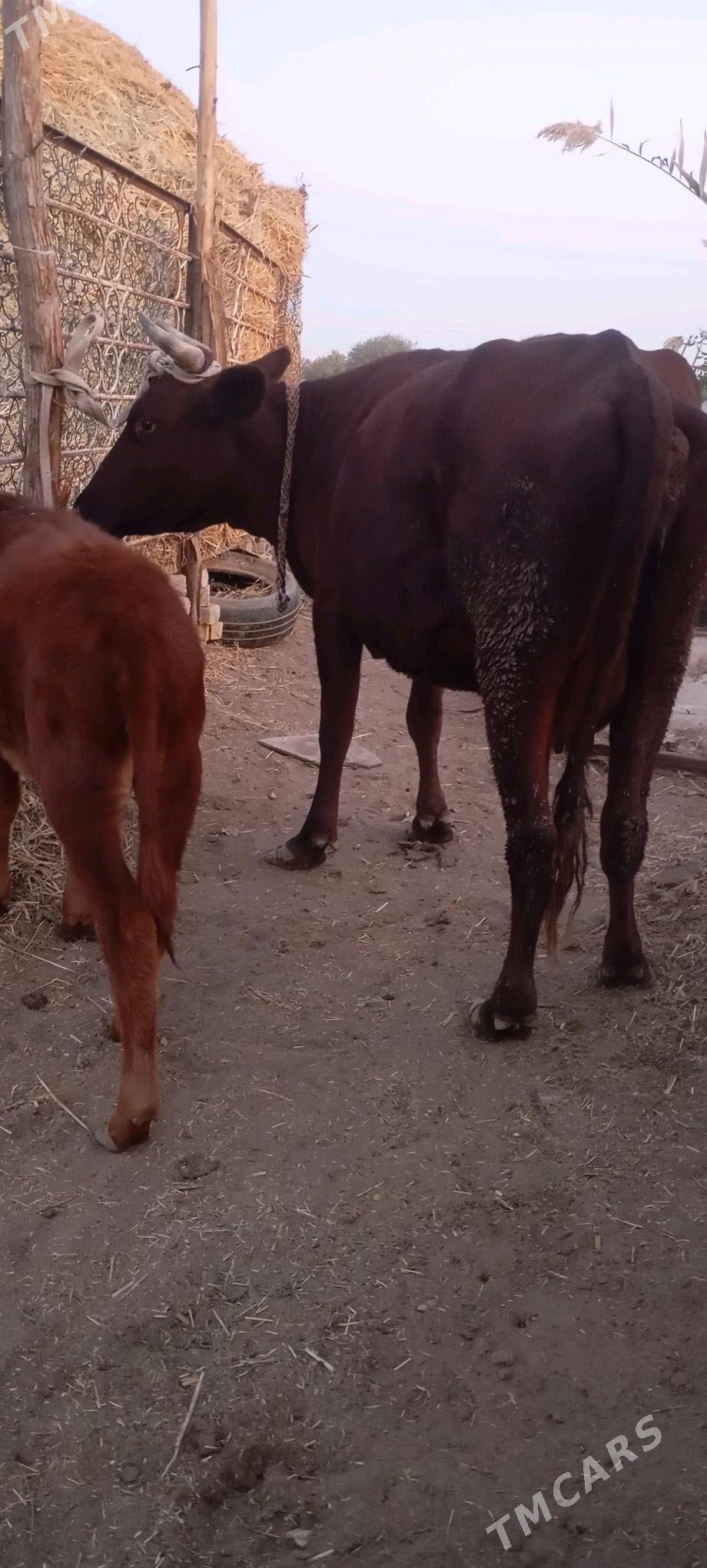 süýtli sygyr - Векильбазар - img 2