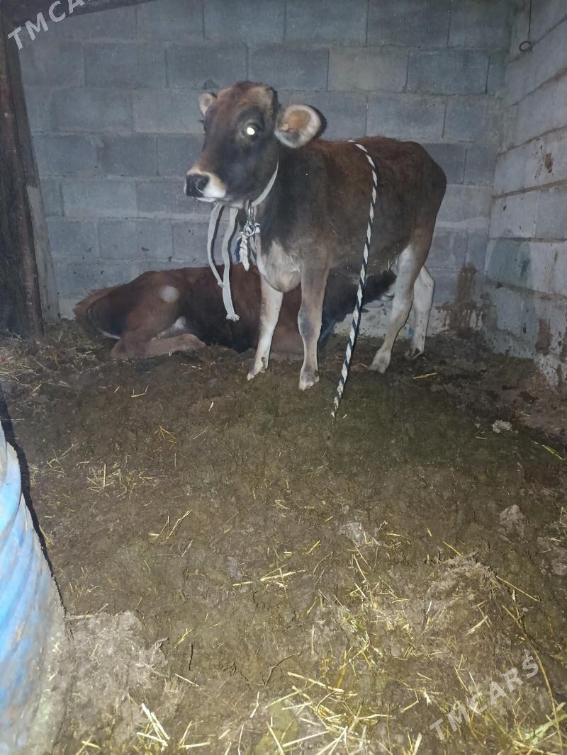 okuzce - Änew - img 2