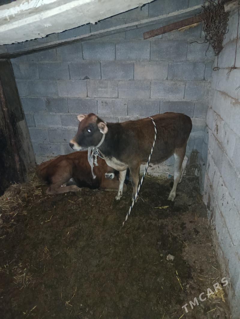 okuzce - Änew - img 3