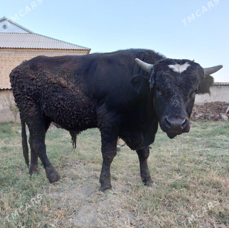 Okuz - Гёкдепе - img 1