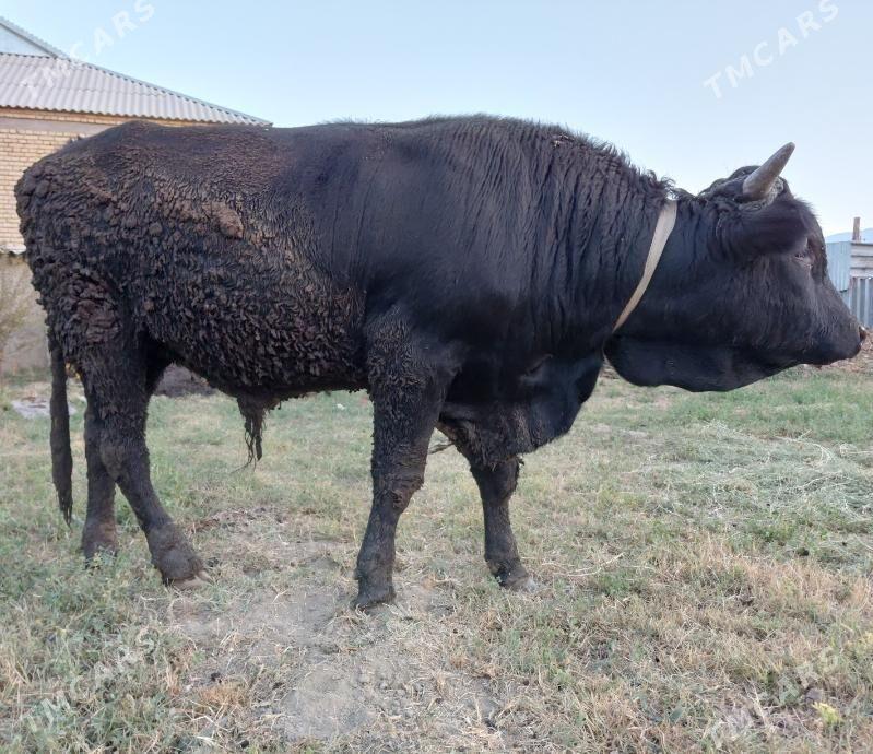 Okuz - Гёкдепе - img 2