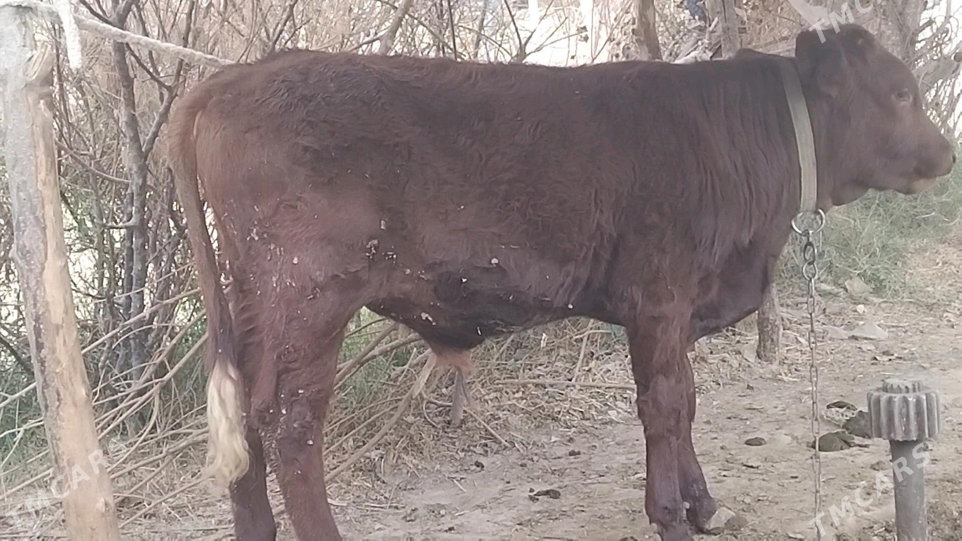 ókiz 1 ýaśap gelýàn - Mary - img 3